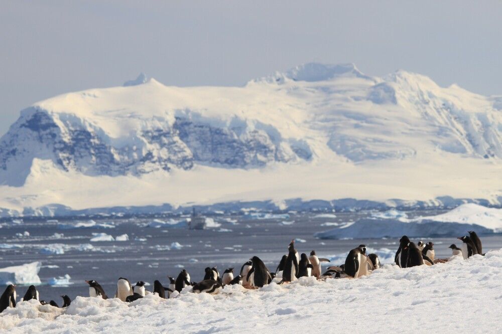 Kolonie Eselspinguine auf Danco Island