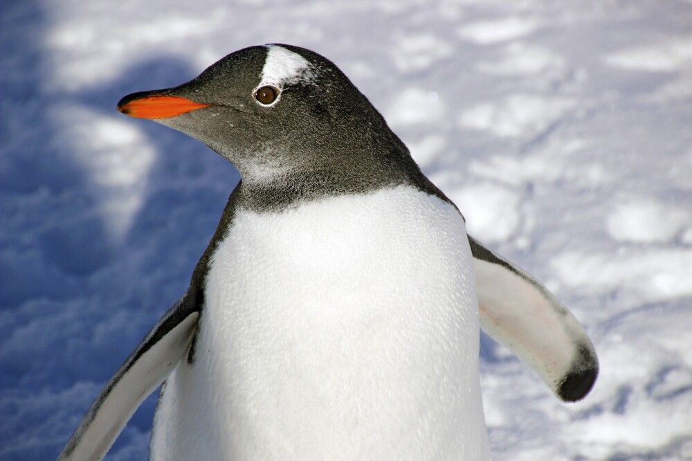 Eselspinguin-Portrait