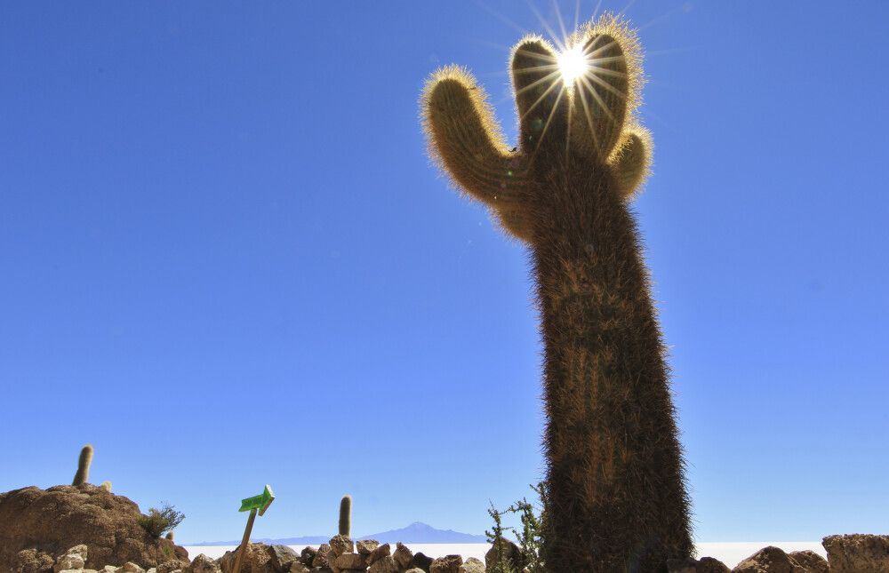 Riesige Kaktee auf der Insel Incahuasi inmitten des Salar de Uyuni