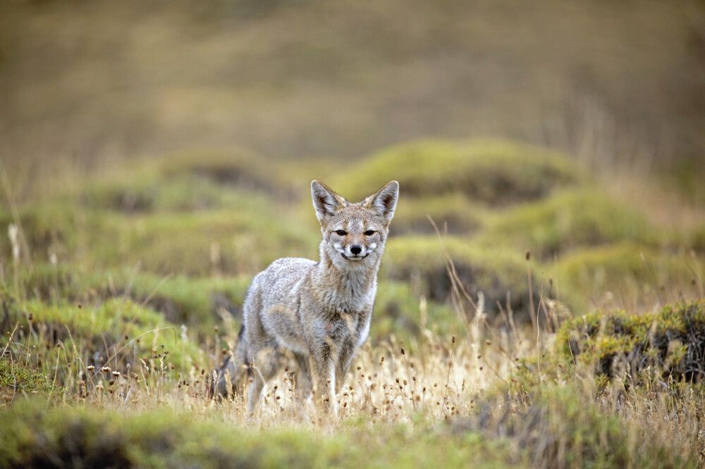 Fuchs im Nationalpark Torres del Paine