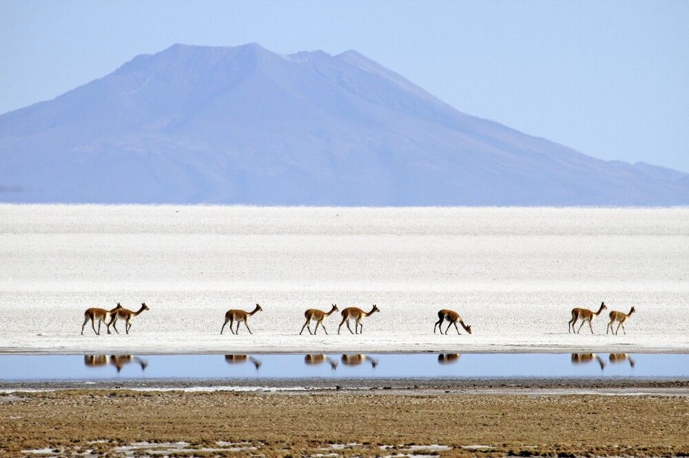 Vicuñas am Salar de Uyuni