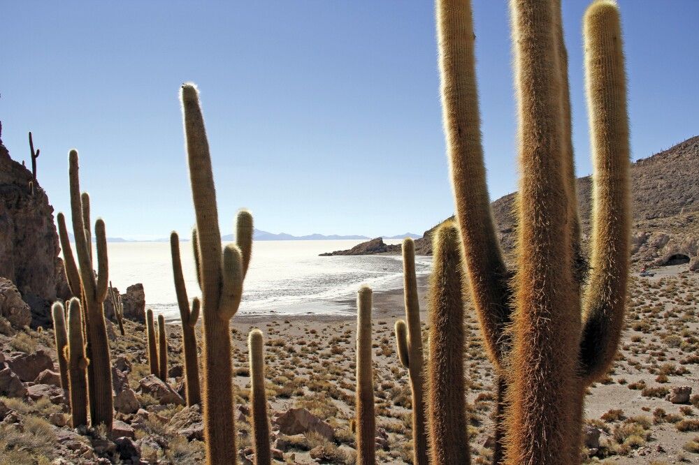 Kakteen am Salar de Uyuni