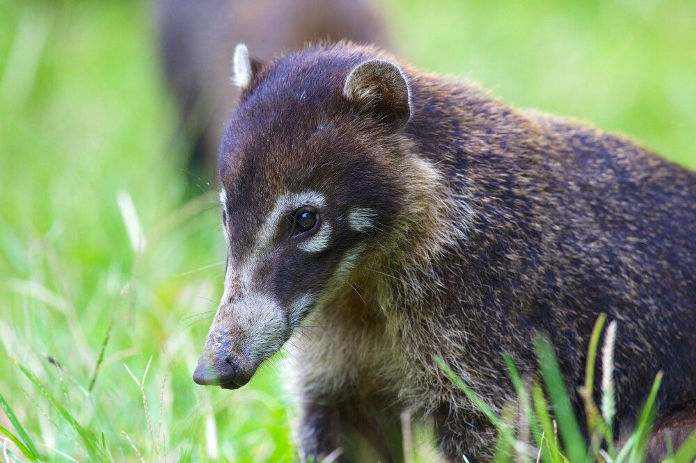 Possierlicher Nasenbär