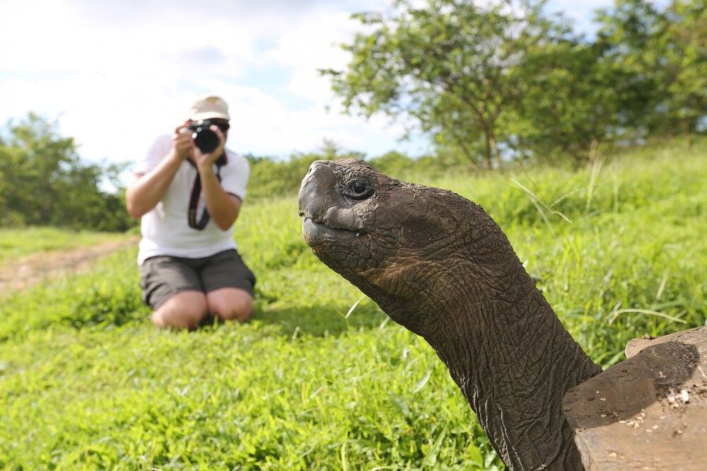 Riesenschildkröte vor der Linse