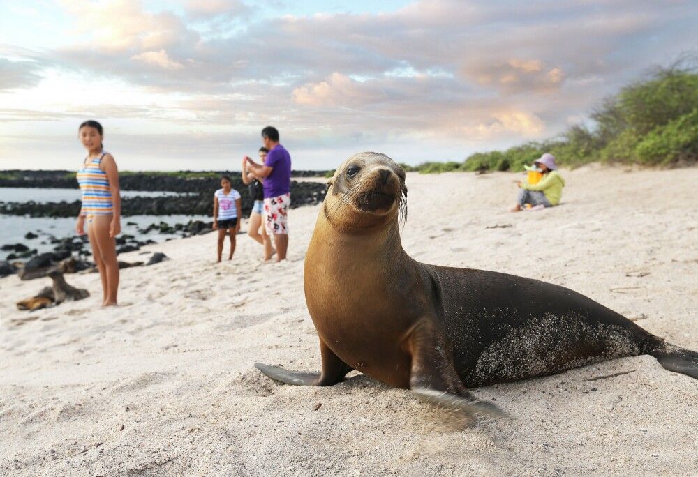 Seelöwen als Strandattraktion