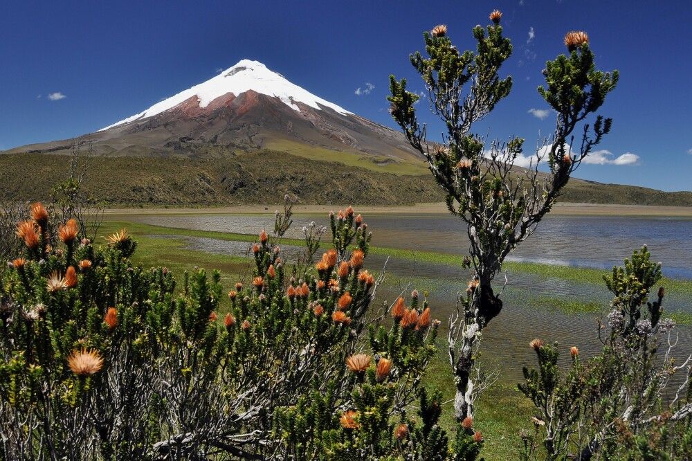 Cotopaxi hinter Chuquirahua.