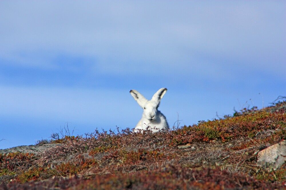 Schneehase in herbstlicher Tundra