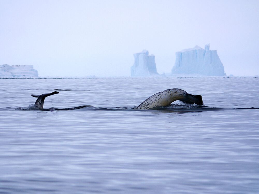 Narwale vor der Küste am Floe Edge