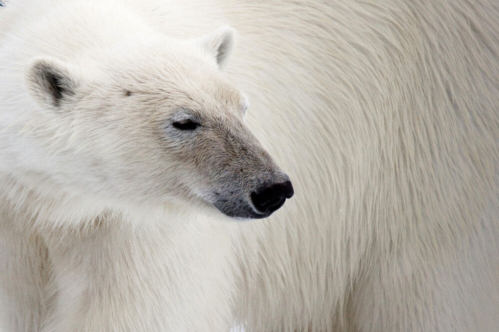 Eisbär im Profil