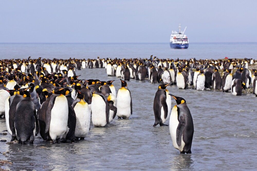 Pinguine in Südgeorgien